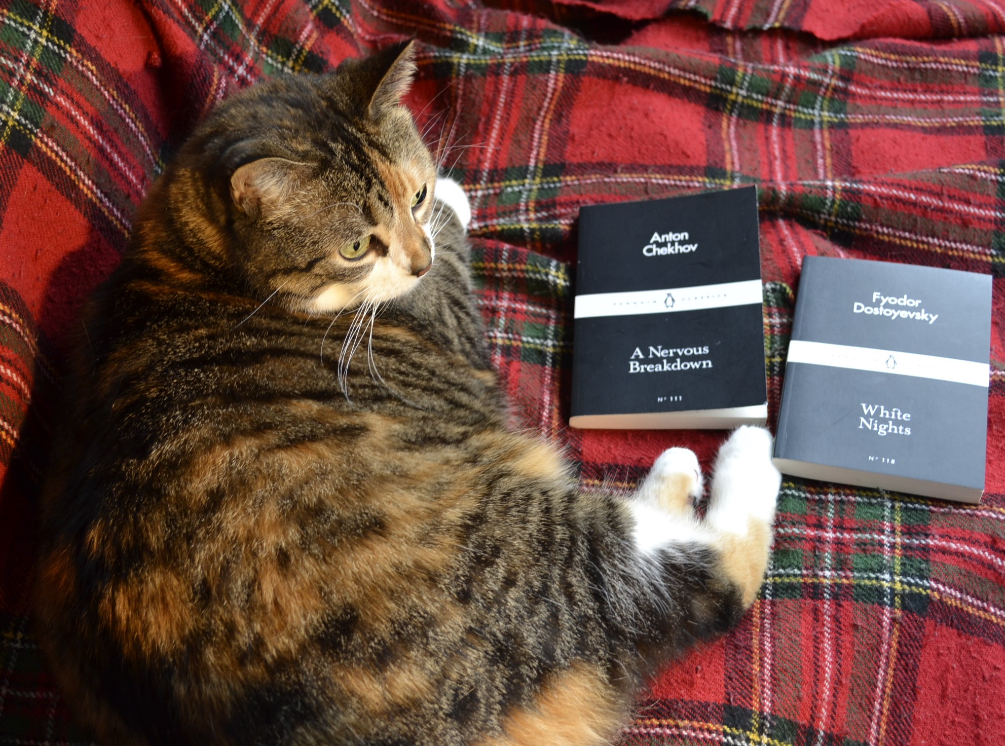 A calico tabby with white paws curls around two black books: Dostoevksy's White Nights and Chekhov's A Nervous Breakdown.