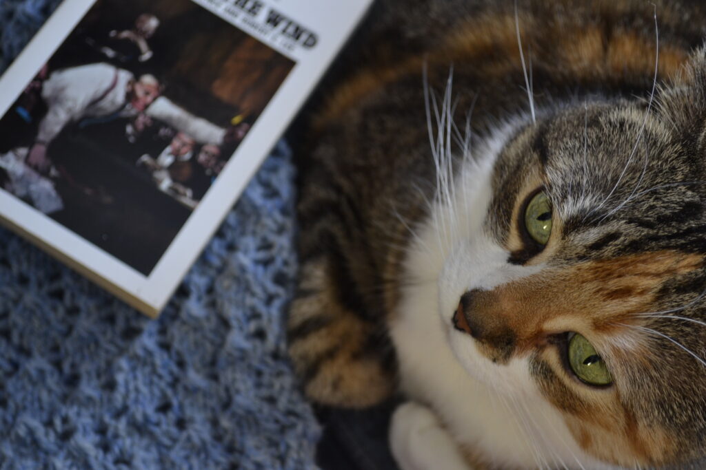 A green-eyed calico lies on light blue knitting with a white book beside her.