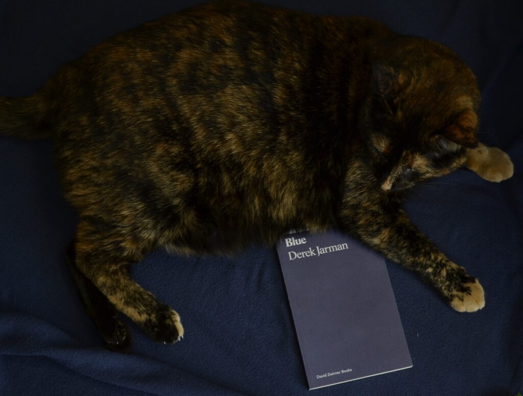 A tortoiseshell cat sits on a blue cushion, curled around a blue book.