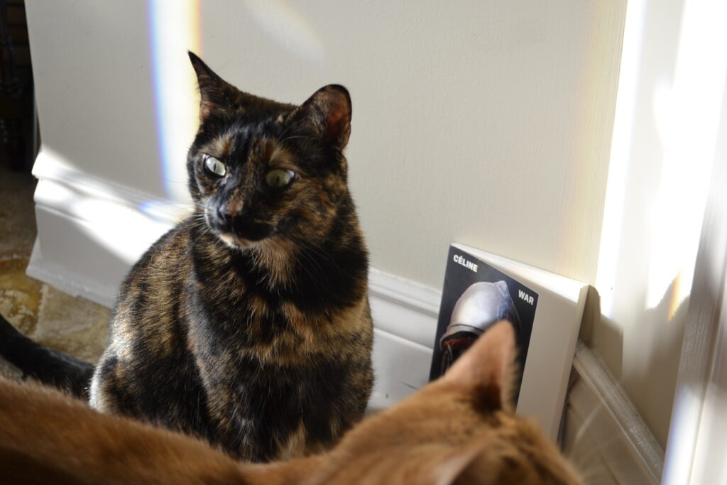 A tortoiseshell cat looks cross-eyed at an orange cat that is walking by.