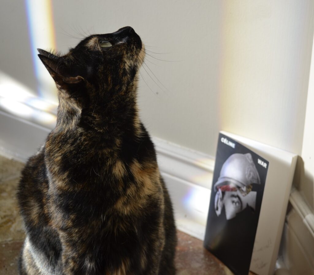 A tortie looks up at the sky. Rainbows streak the wall behind her. A black book by Céline leans against the wall.