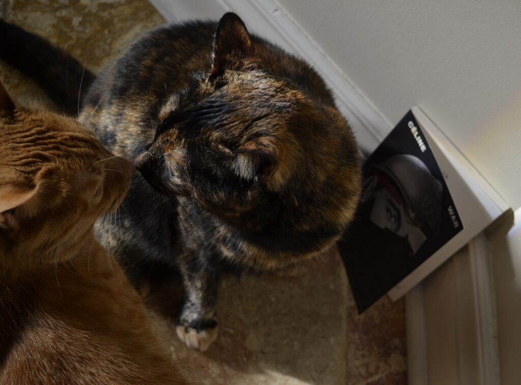 A tortoiseshell cat and an orange cat touch the very tips of their noses together.