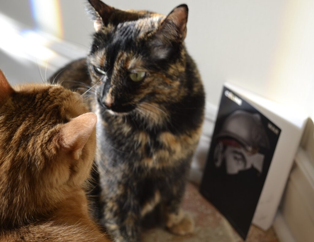 A tortoiseshell cat and an orange cat stare down in front of a black book.