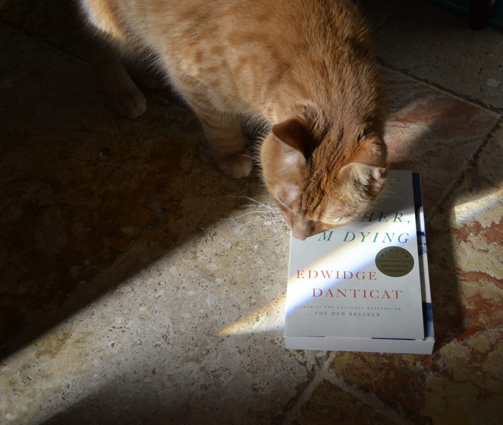 An orange tabby cat sniffs a white paperback that lies in a streak of rainbow-edged sunlight.