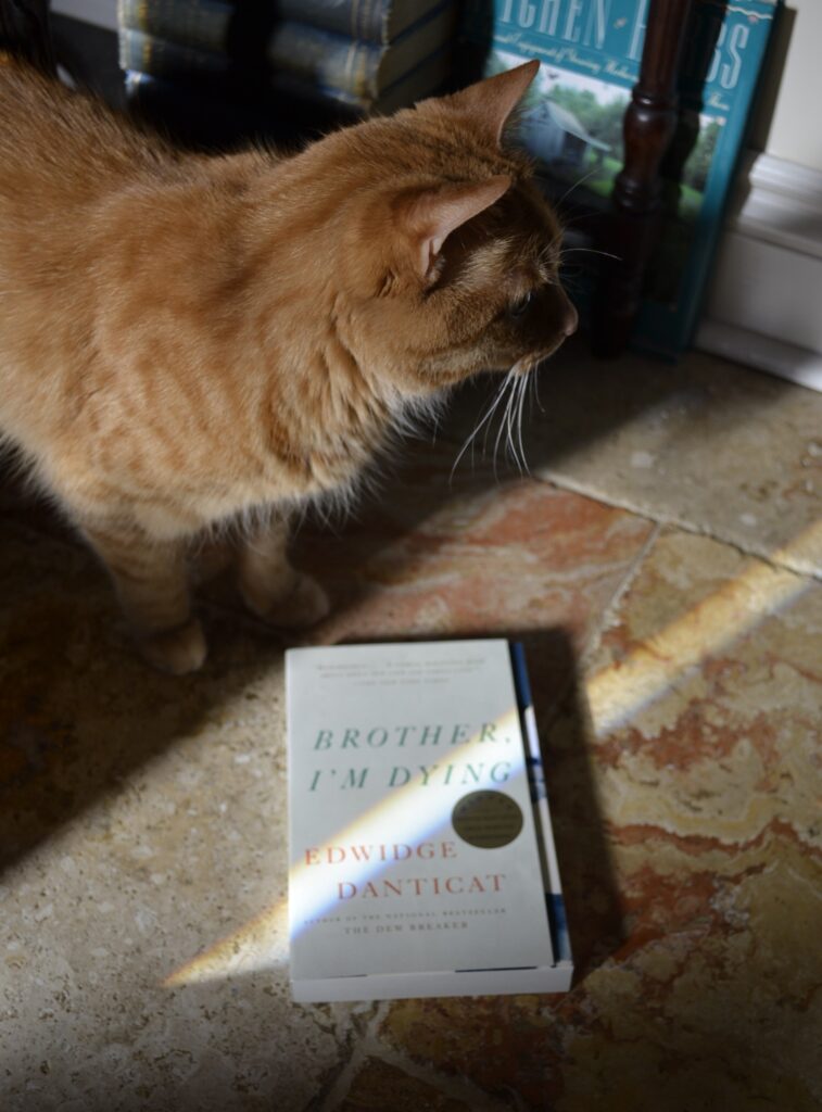 An orange tabby cats looks into the shadows past a streak of sunlight. Lying in the sun is a white paperback.