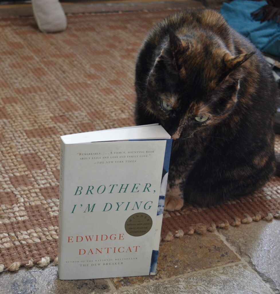 A tortoiseshell cat sniffs a white paperback book called Brother, I'm Dying. The cover is plain text with a sliver of an image of a young girl along the right edge.