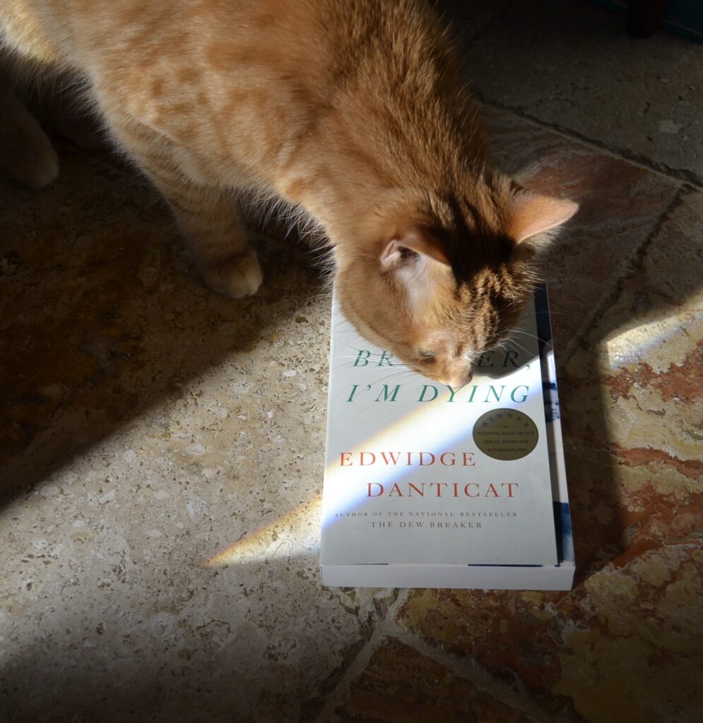 An orange cats stands in a streak of rainbow-edged sunlight and sniffs a white paperback book by Edwidge Danticat.