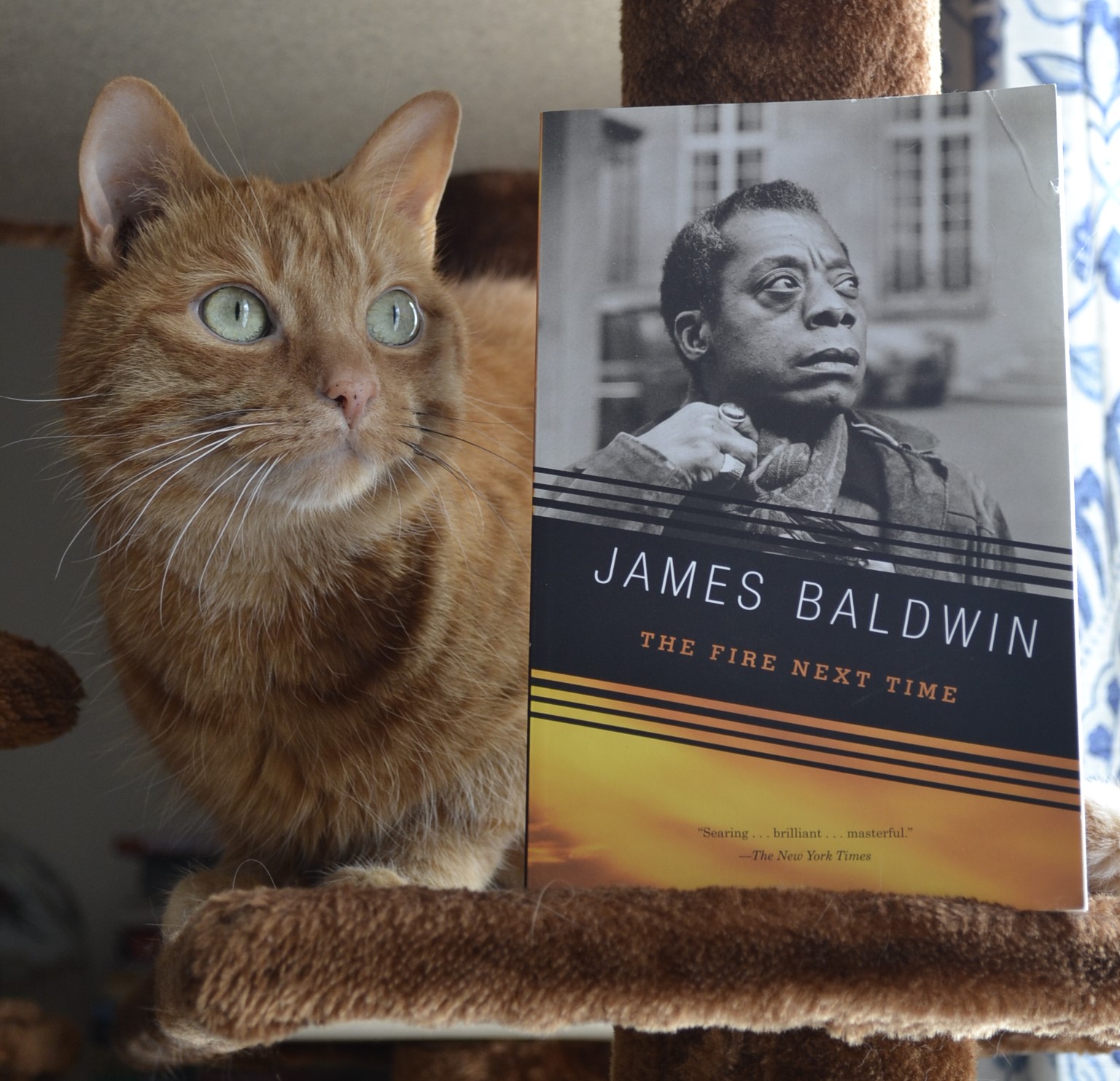 A curious orange cat perches carefully beside James Baldwin's The Fire Next Time. The colour of her fur is a muted echo of the bright orange streak on the book's cover.