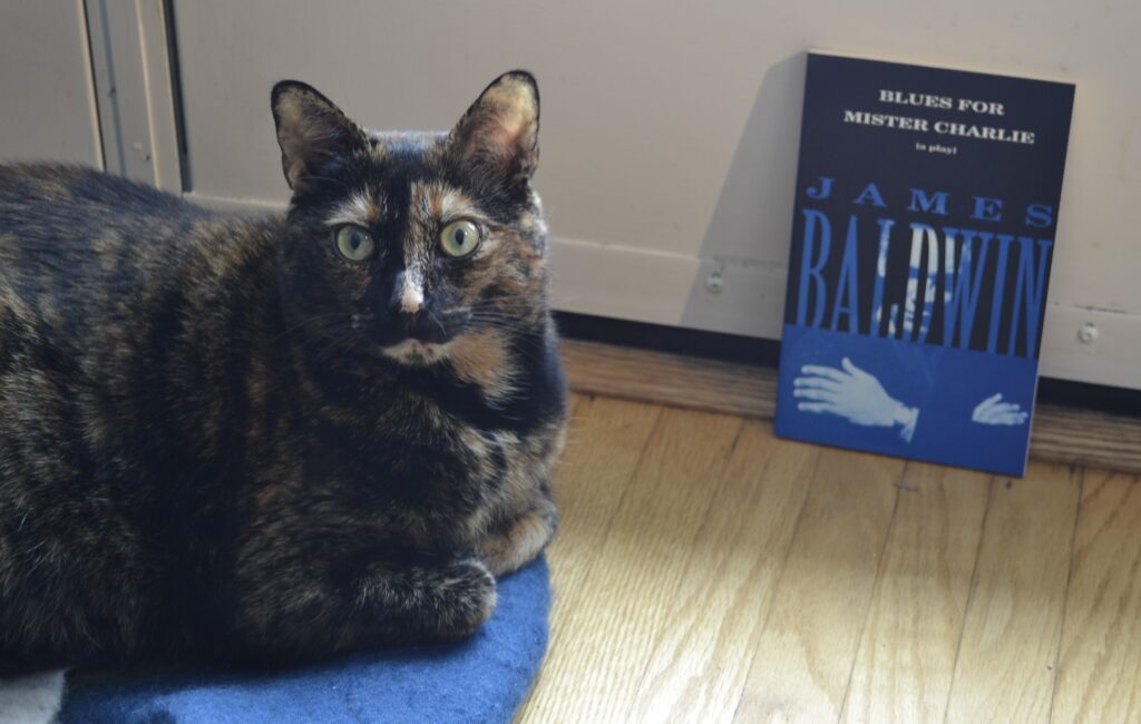 A black-and-orange tortoiseshell cat sits on a blue bed with her paws folded. Behind her is a blue and black book that features a pair of crossed arms. The book is Blues for Mister Charlie.