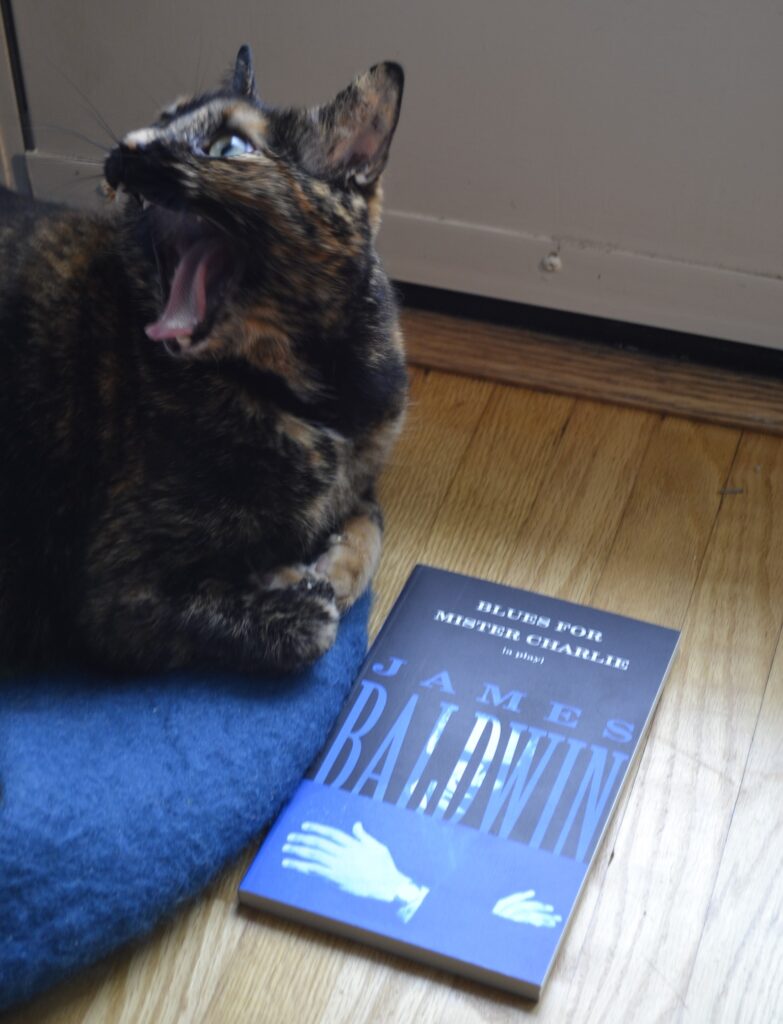 A tortie yawns so wide that her teeth are showing and her tongue is lolling out of her mouth.