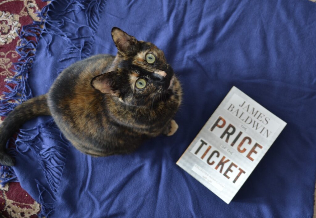 A tortoiseshell cat sits on a blue blanket beside a white book.