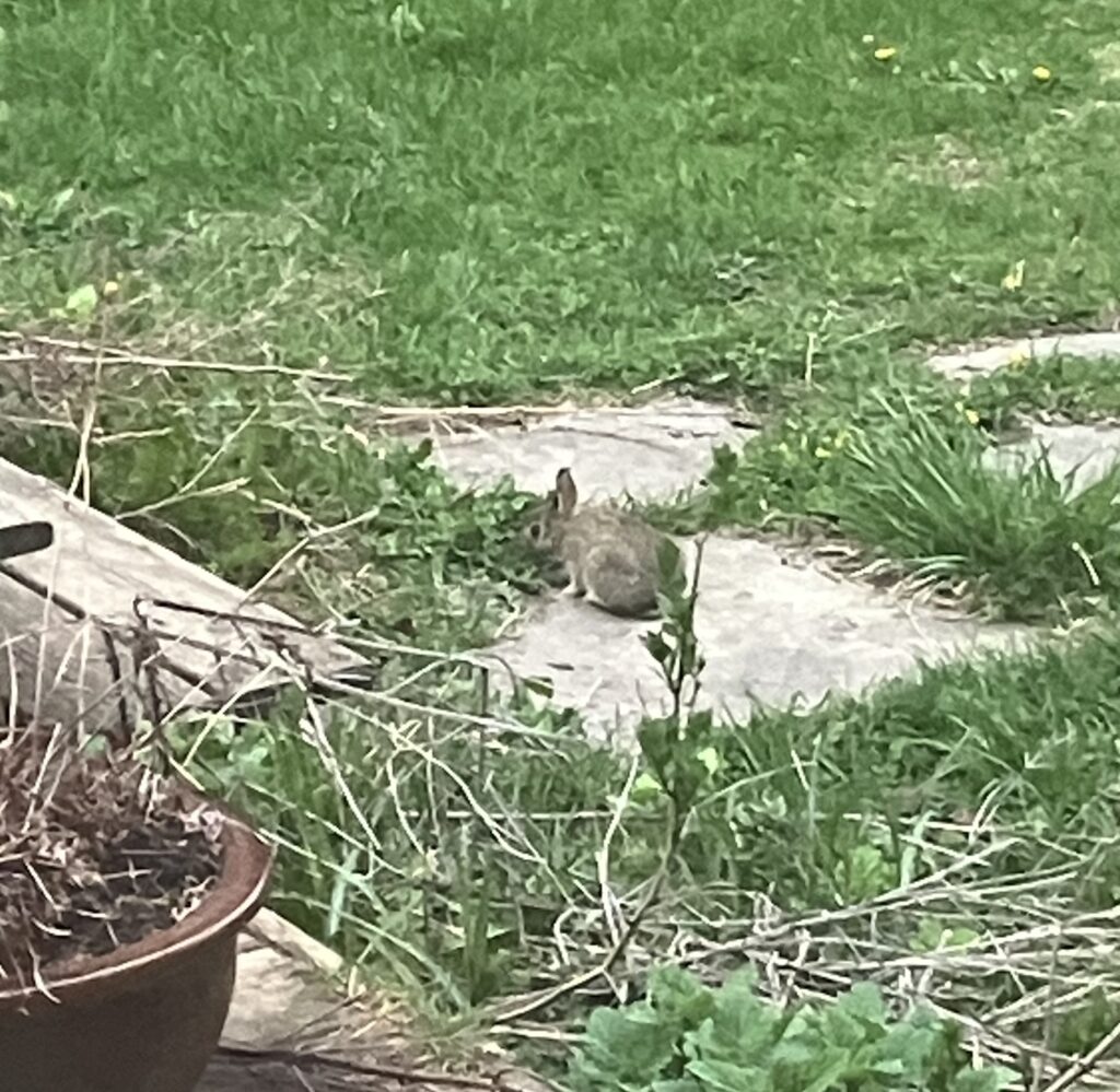A very small brown rabbit eats a tuft of clover on a stone path. The rabbit is small enough to be held in one hand.