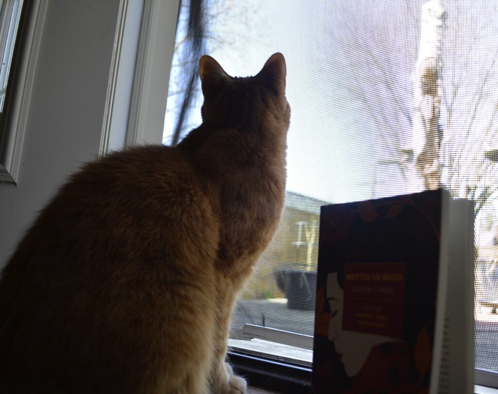 An orange cat looks through a screen to a backyard in early spring.