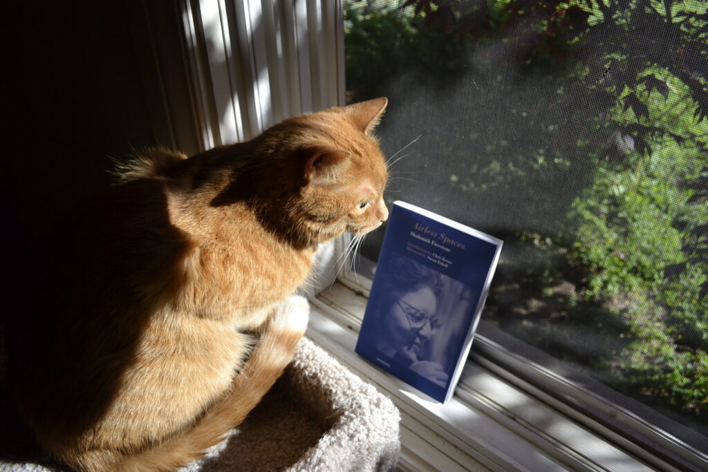 An orange tabby cat curls in a sunny window, looking out into the lawn over a blue paperback book.