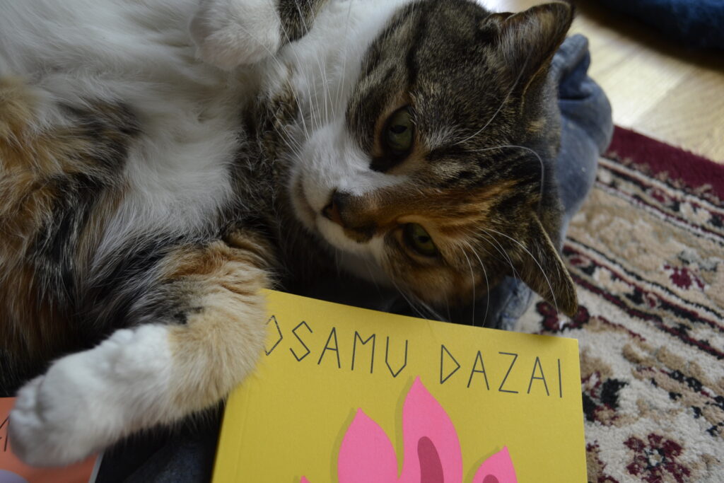 A calico tabby lies on her back and looks sleepily at the yellow book beneath her white paw.