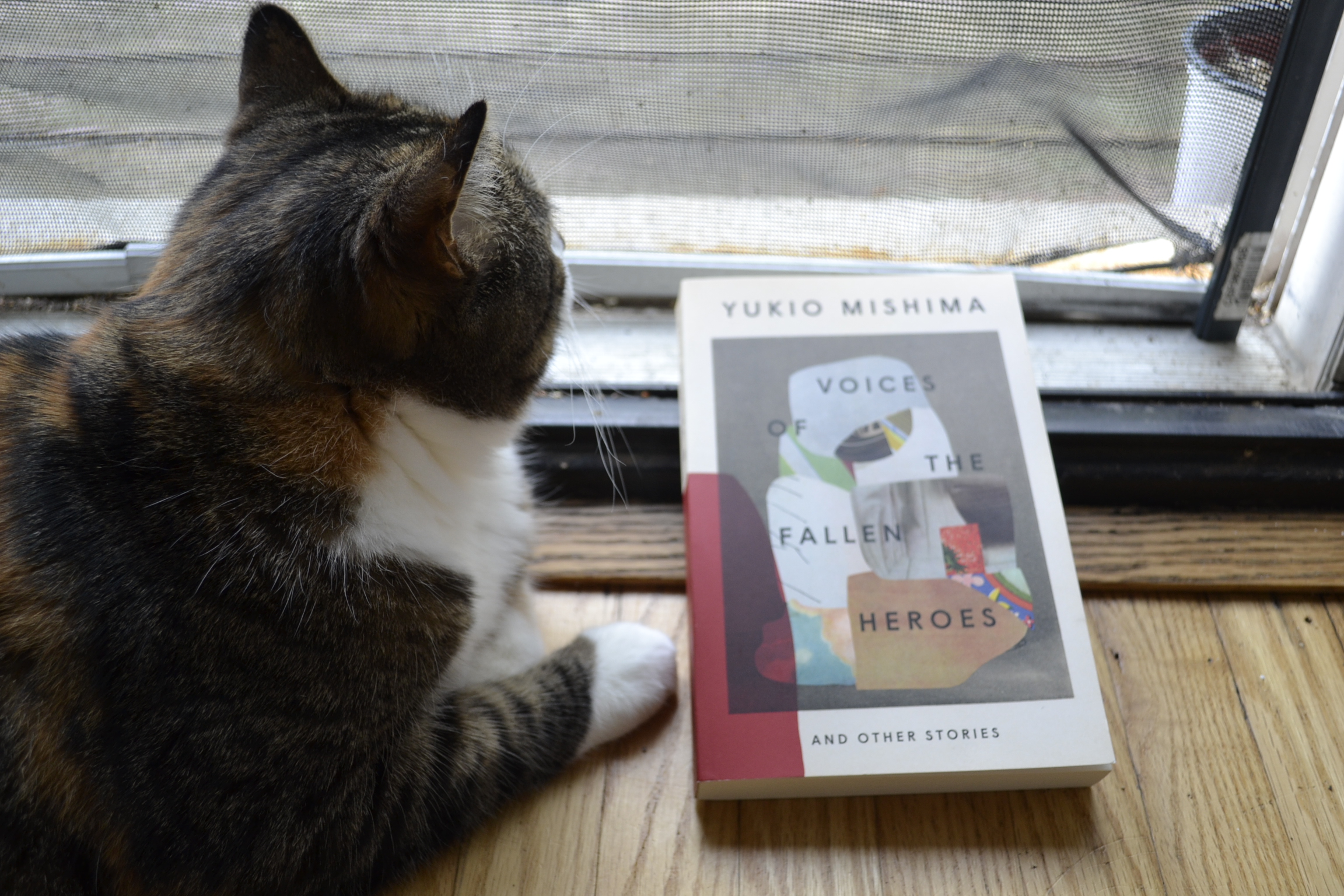 A calico tabby looks serenely out a screen window. Beside her is a paperback book.