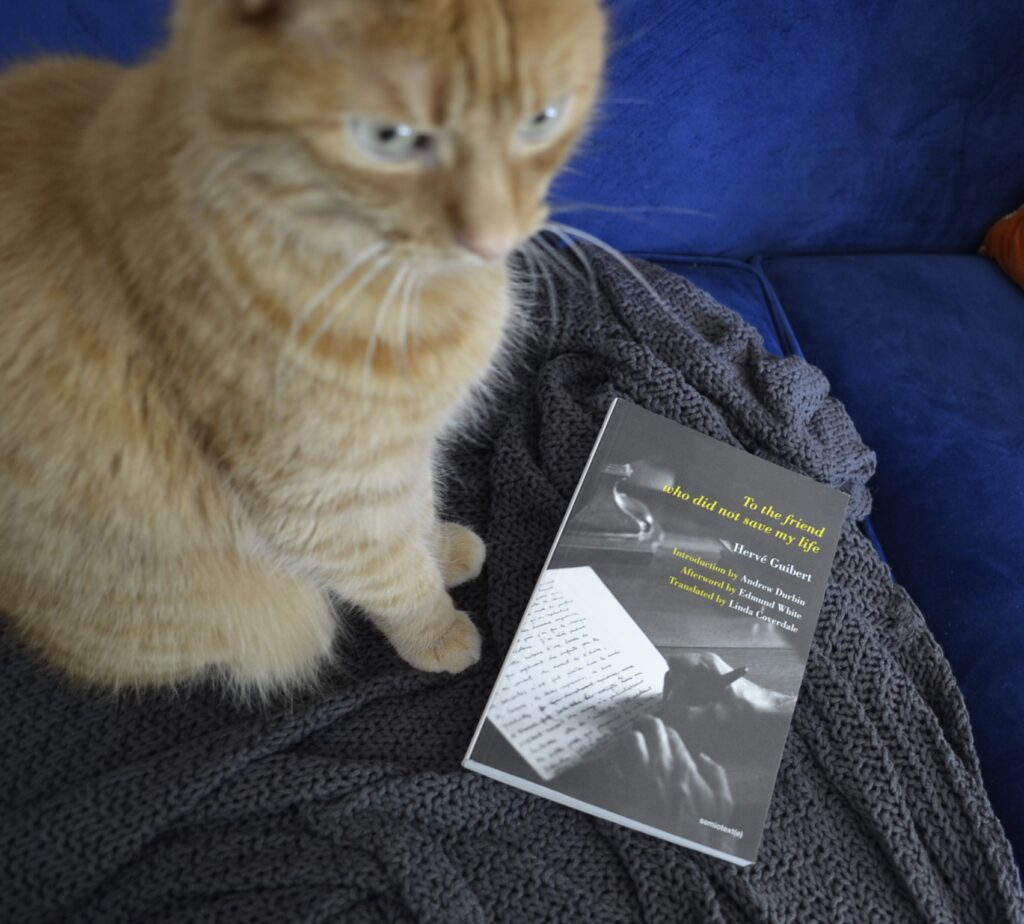 An orange cat sits primly on a blue velvet cushion with a softcover book by her paws.