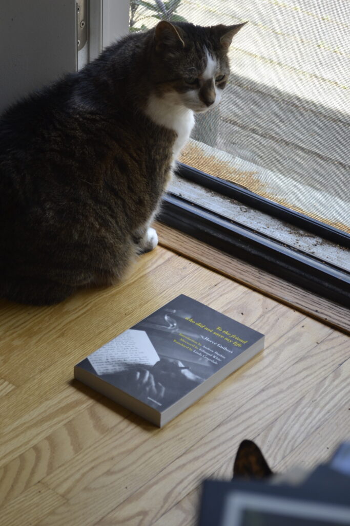 A tabby cat turns to look at a tortie. On the floor between them is a black-and-white softcover book by Hervé Guibert.
