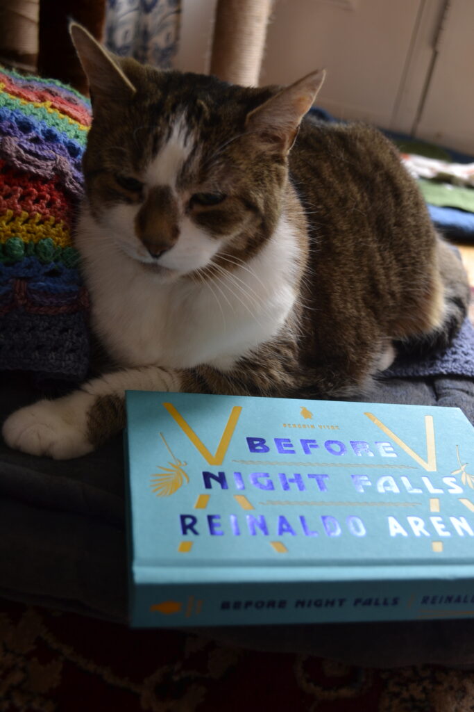 A tabby cat sits beside a bright blue hardcover book.