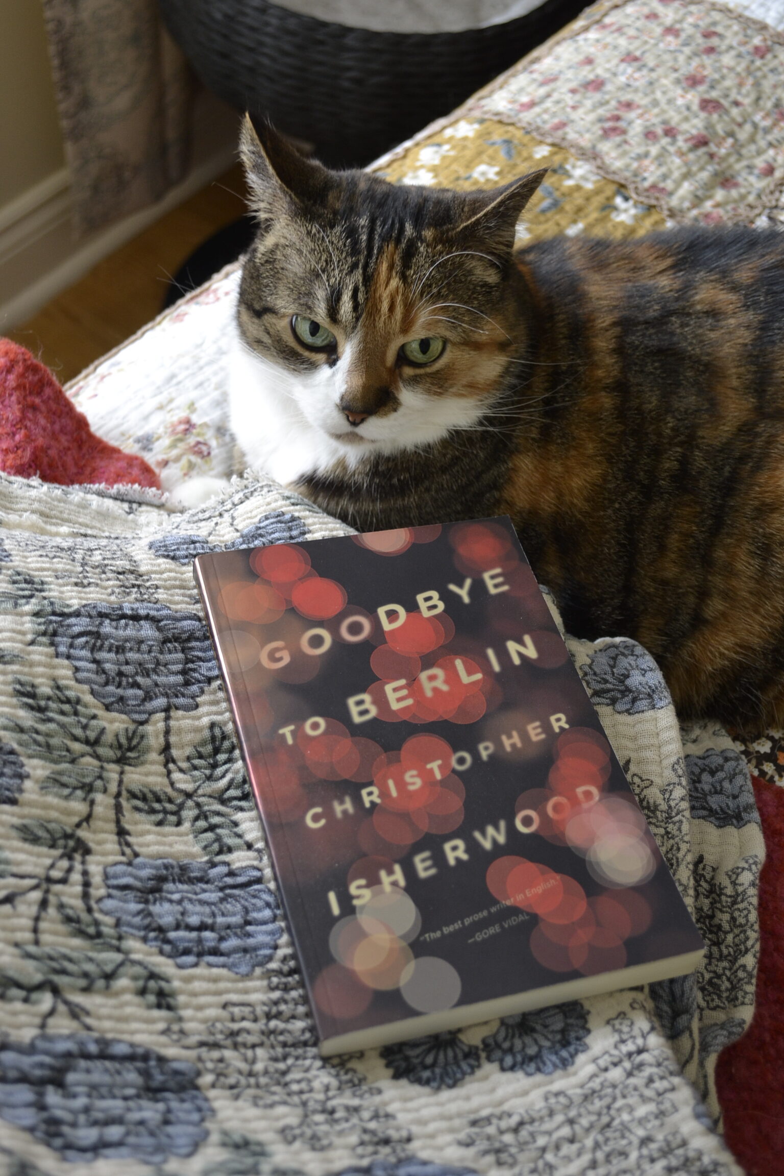 A calico tabby cat grumps with her ears a bit back. Beside her is the book Goodbye to Berlin.