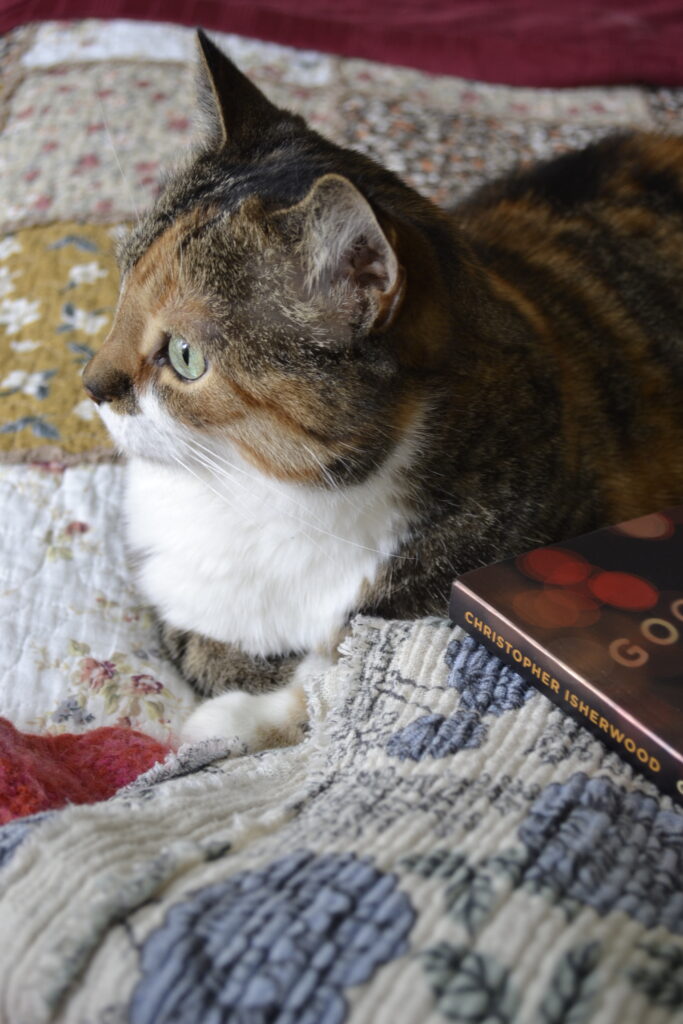 A calico tabby with a white chin sits with her paws crossed on a quilt beside a book.