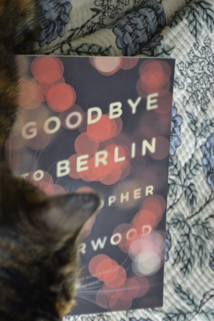 A calico tabby looks intently at Goodbye to Berlin by Christopher Isherwood.