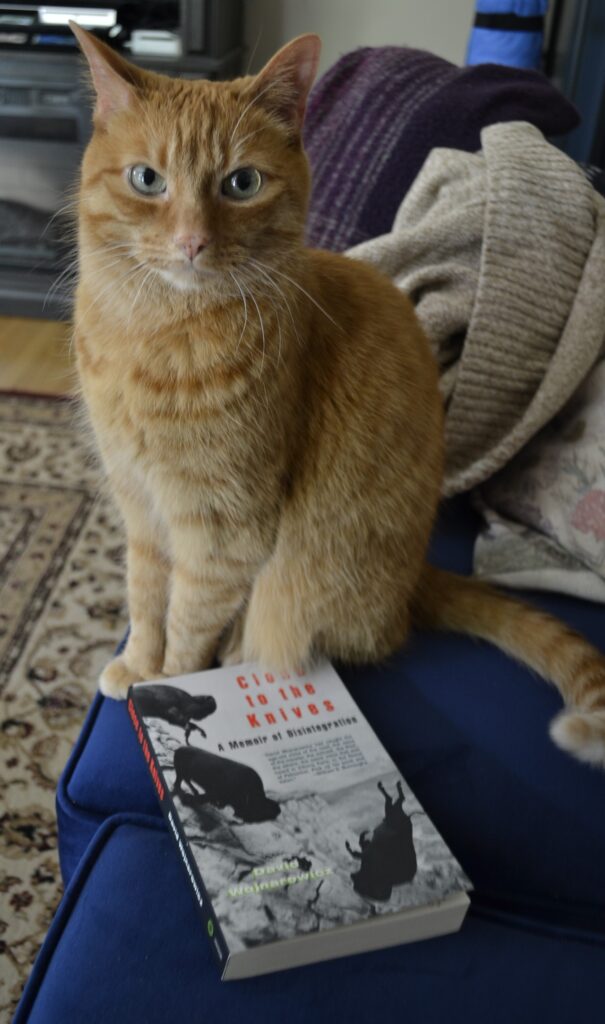 An orange tabby sits on a blue couch beside David Wojnarowicz's Close to the Knives.