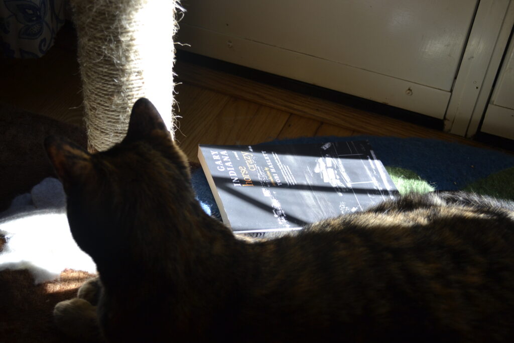 A tortoiseshell cat lies in the shadows. A softcover book, Horse Crazy, lies beside her in a sunbeam.