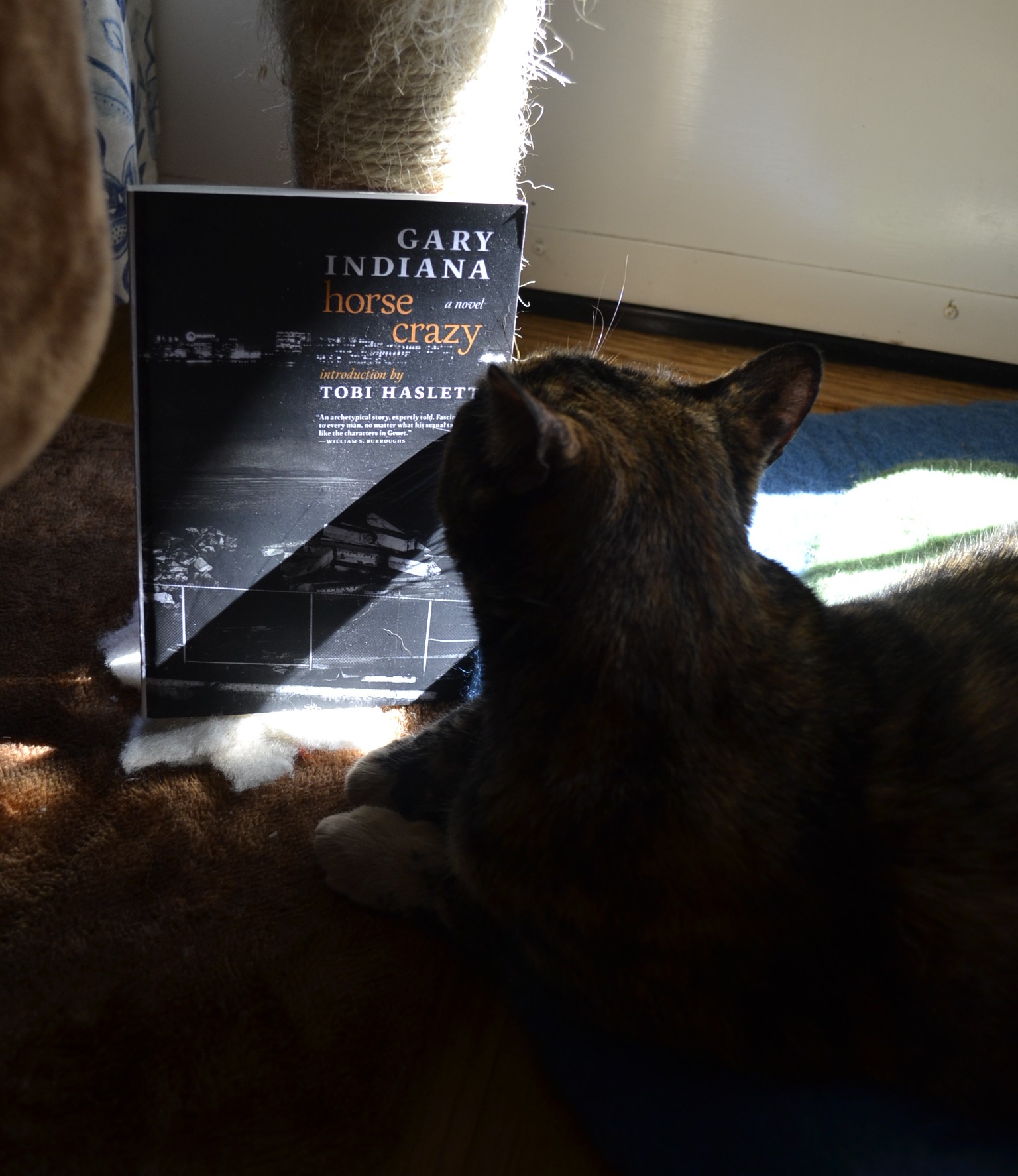 A tortoiseshell cat sniffs a copy of Horse Crazy by Gary Indiana.
