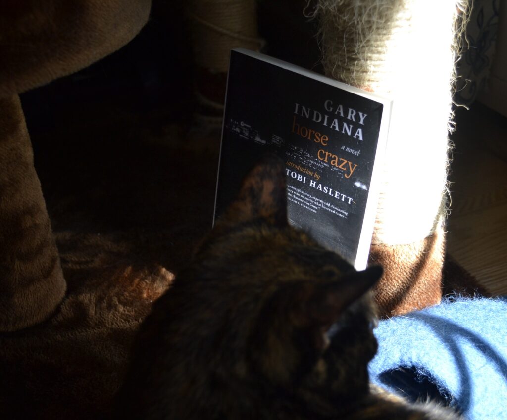 Behind the shadowed ears of a cat, a black-and-white paperback book sits a sunbeam.