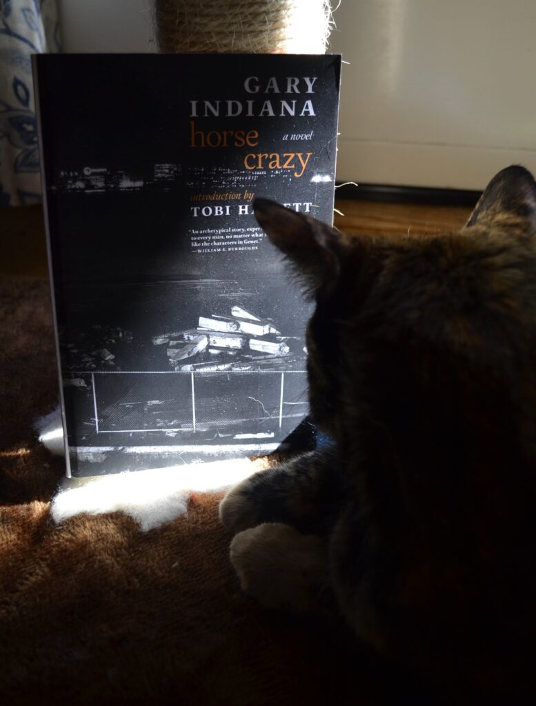 A tortoiseshell cat sits with her paws crossed. Beside her, a paperback book sits in a beam of sunshine.