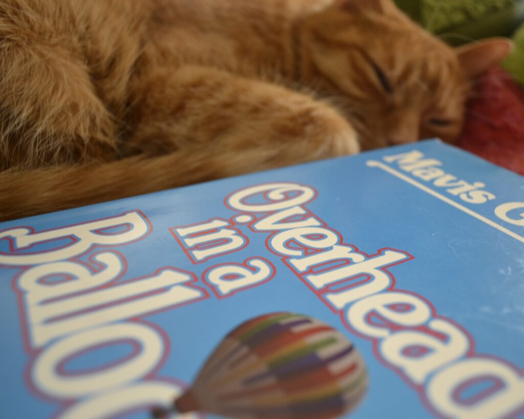 An orange cat sleeps peacefully with its paws and tail curled up to its nose. Beside her is a bright blue book.