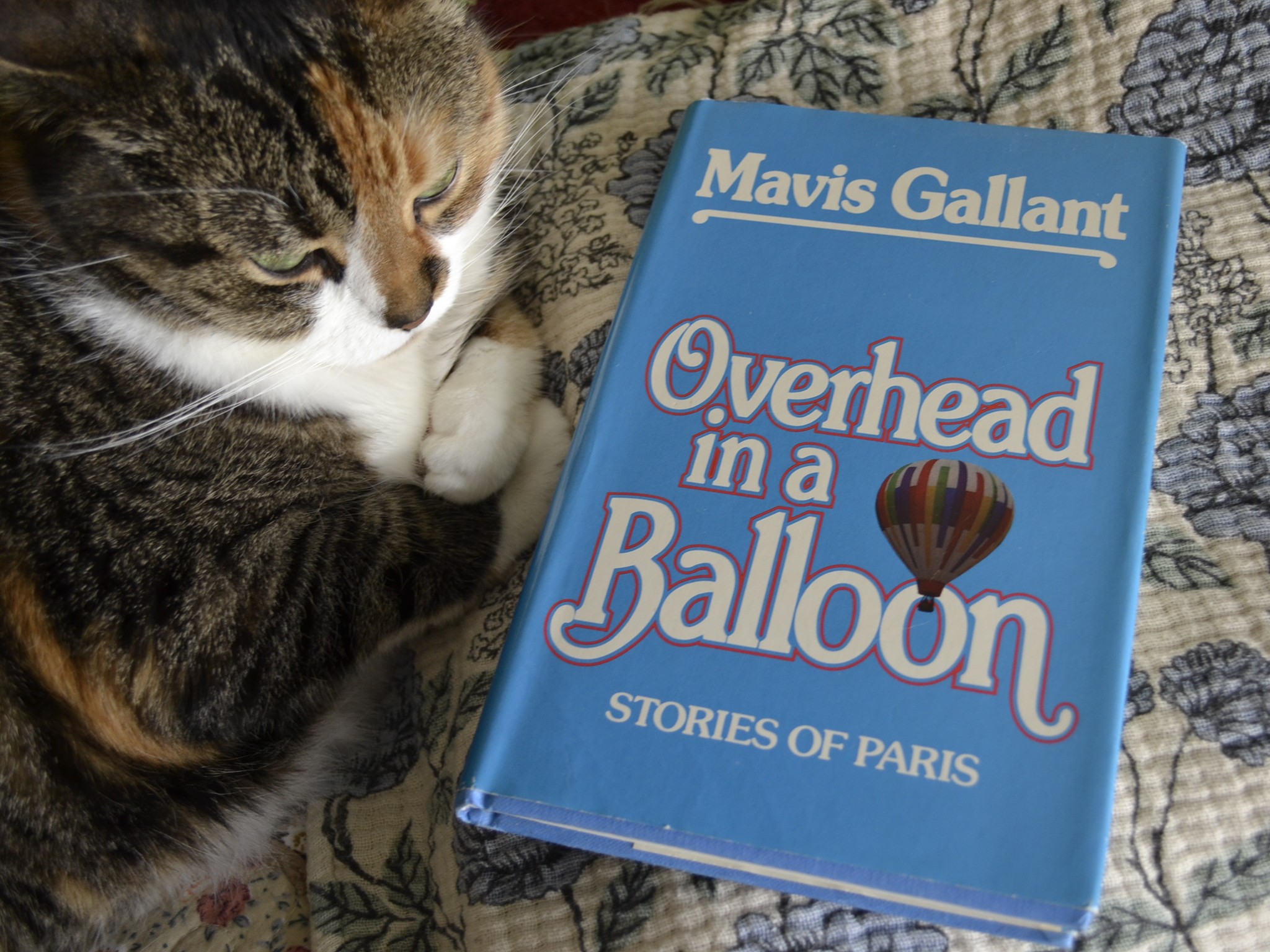 A calico tabby sits with her paws crossed beside a bright blue book with a hot air balloon on the cover.