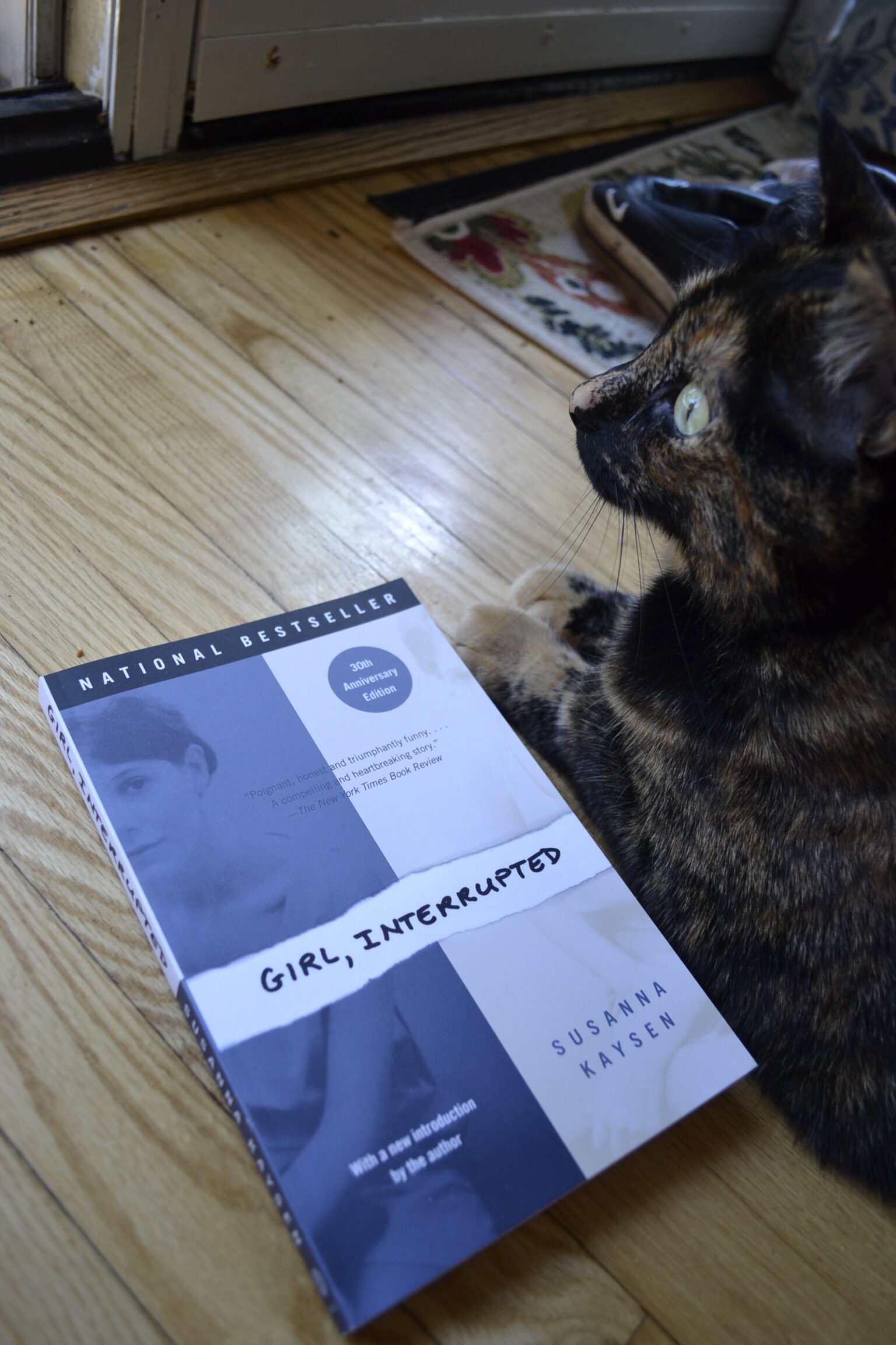 A wide-eyed tortoiseshell cat lie alongside a paperback book.
