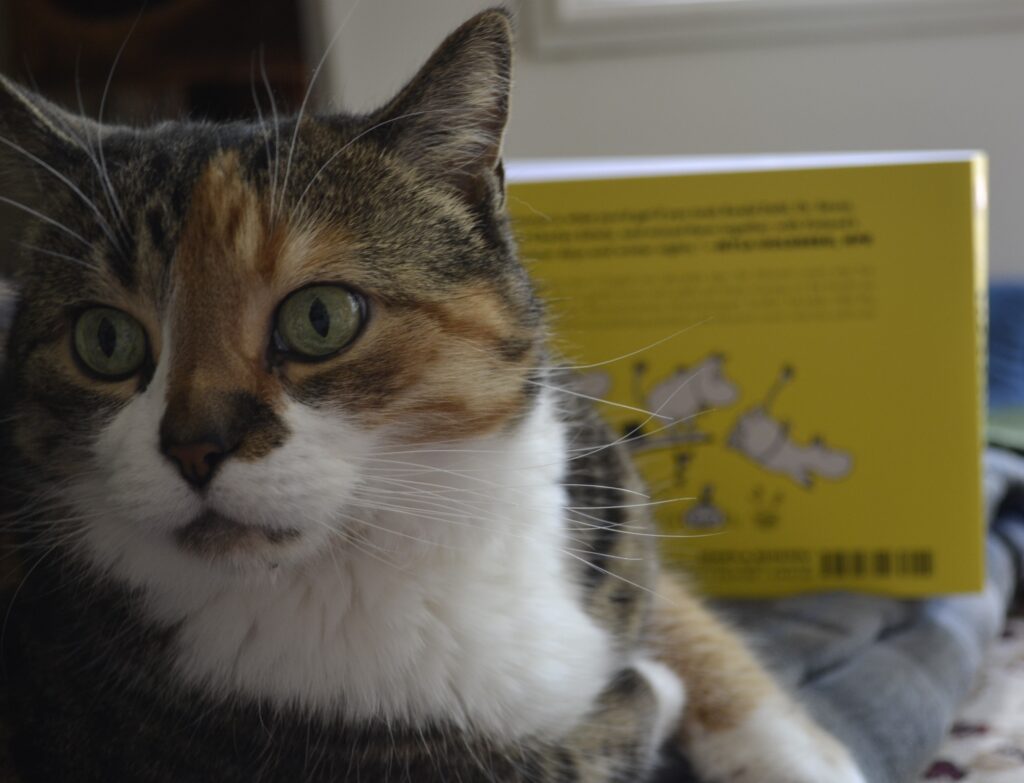 A calico tabby lounges on a blue pillow. Behind her is an oblong yellow graphic novel.