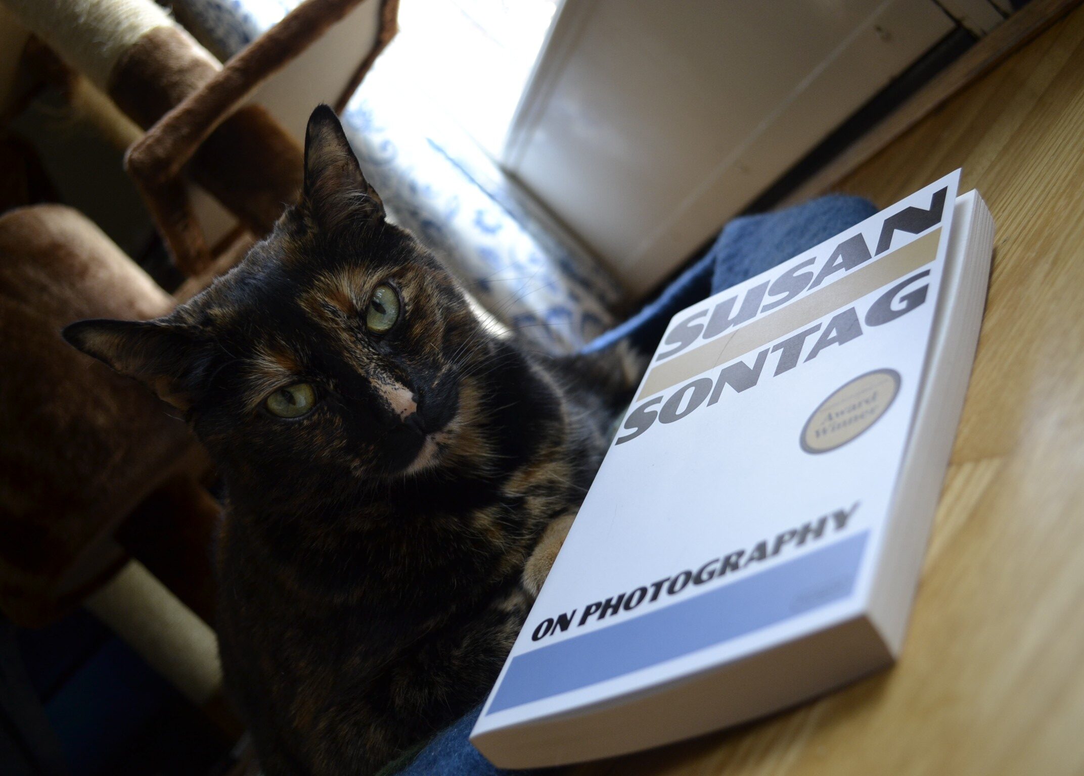 Behind Susan Sontag's On Photography, a black and orange mottled cat sits primly, its side lit by natural light, leaving half of its face in shadows.