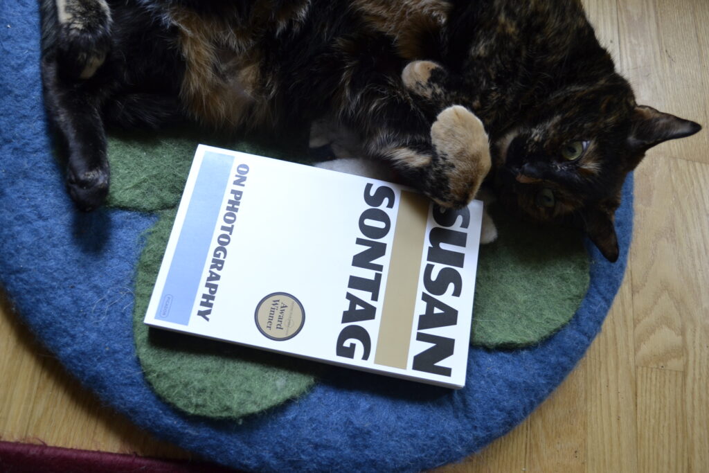 A crazed-looking tortoiseshell cat lies belly-up on the floor, looking cross-eyed at Susan Sontag's On Photography.