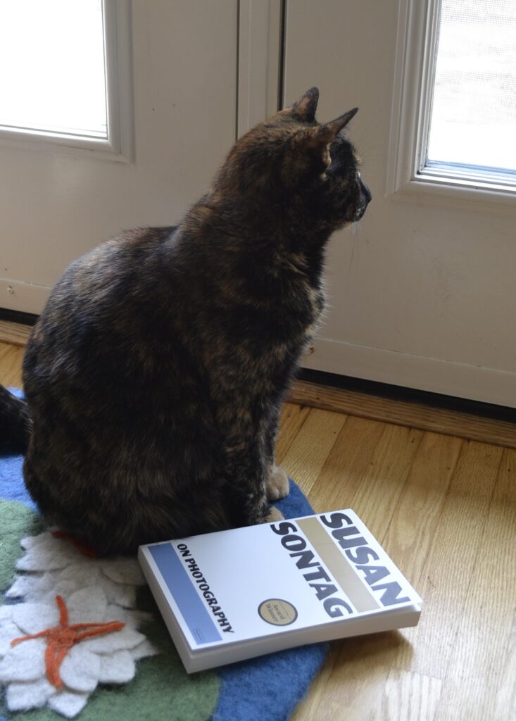 A tortoiseshell cat sits and looks out a window. On a lilypad cat bed beside her is Susan Sontag's On Photography.