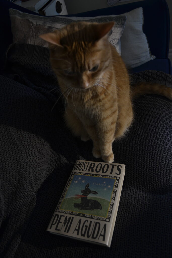 In a darkened room, an orange tabby with her ears back in anger stands over a hardcover book.