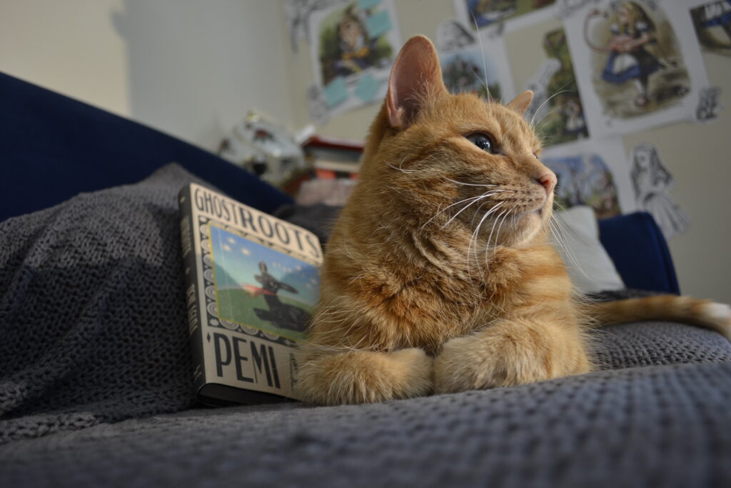 A tabby cat sits with folded paws, contentedly lying on a couch. Beside her is a hardcover book.