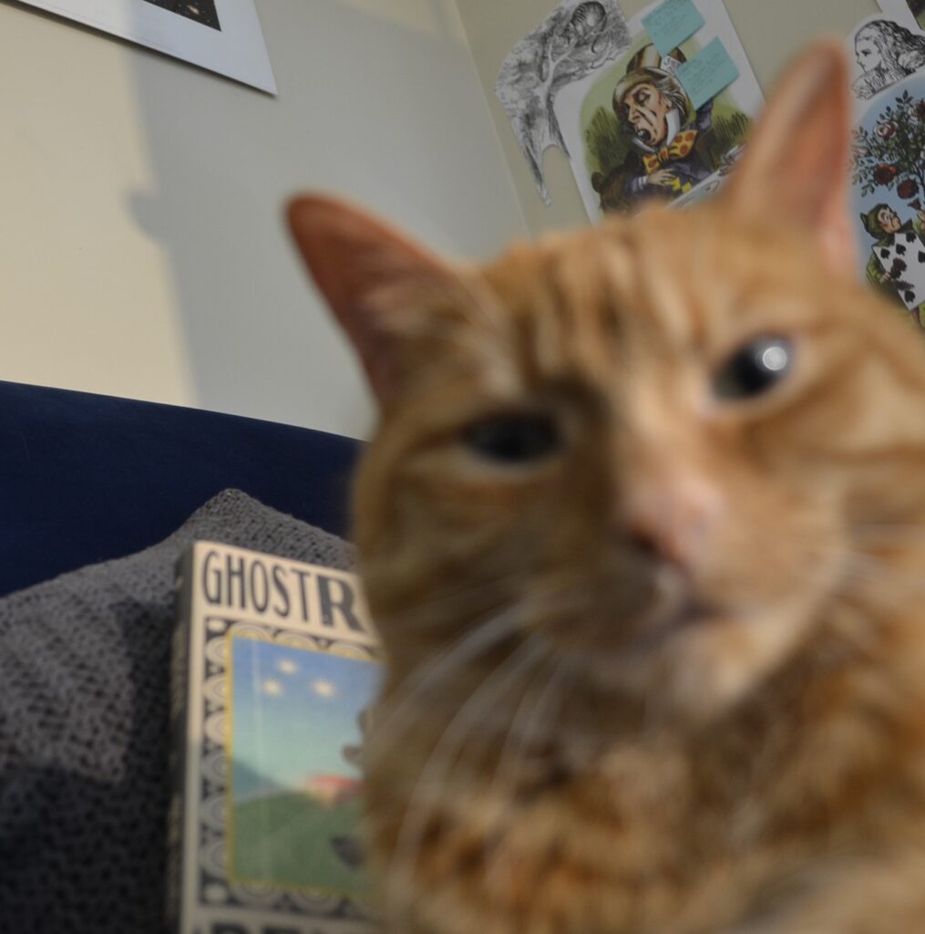 A tabby cat sits in front of a Ghostroots.