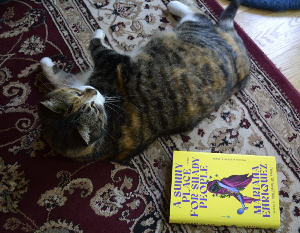 A calico tabby rolls on a patterned rug. Beside her is a yellow hardcover book.