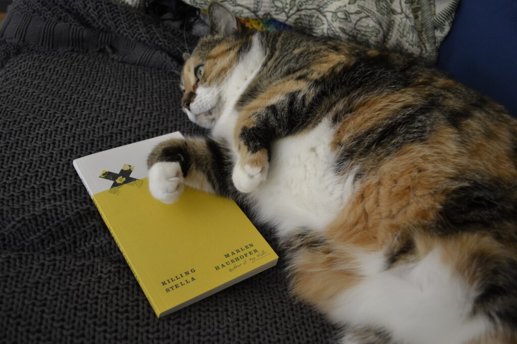 A calico tabby stares into the distance as she lies on a yellow paperback book.