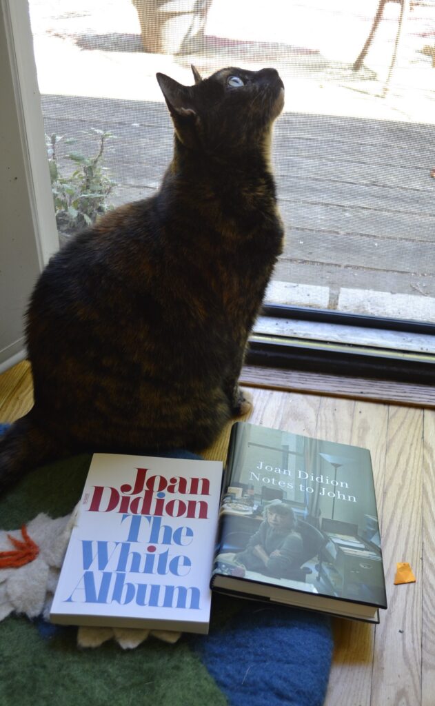 A tortoiseshell cat looks up at the sky, backlit by a screen door. Beside her feet are two books by Joan Didion: The White Album and Notes to John.