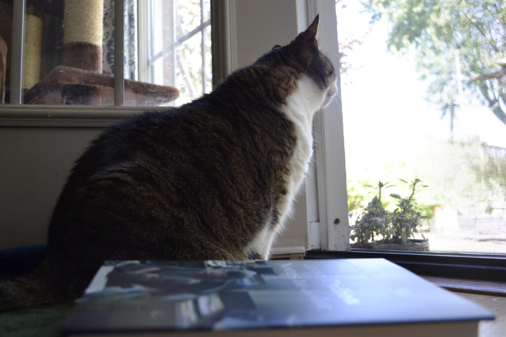 A book lies by the feet of a happy tabby cat. The cat is look through a screen door to a bright and plant-filled yard.