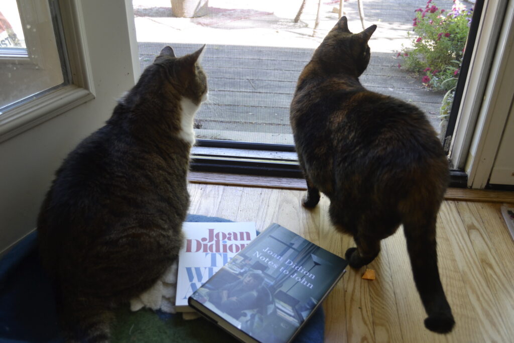 A tabby cat and a tortoiseshell cat look through a screen door. Beside them are The White Album and Notes to John, both by Joan Didion.
