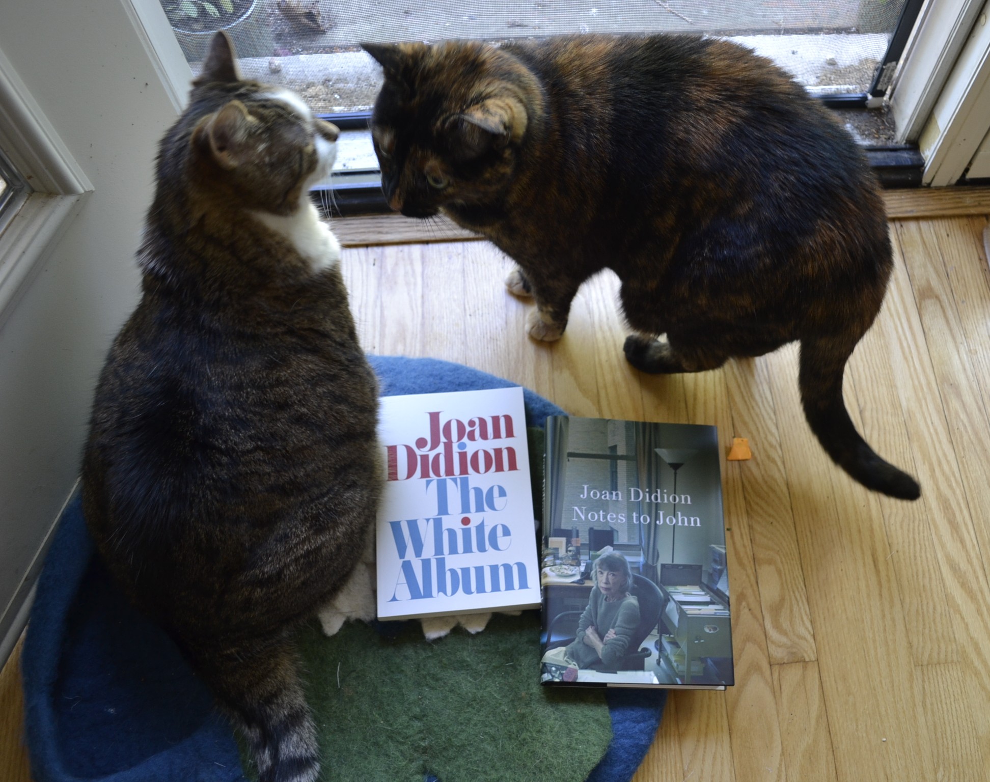 A tabby cat and a big tortoiseshell cat sit nose-to-nose above two books by Joan Didion.