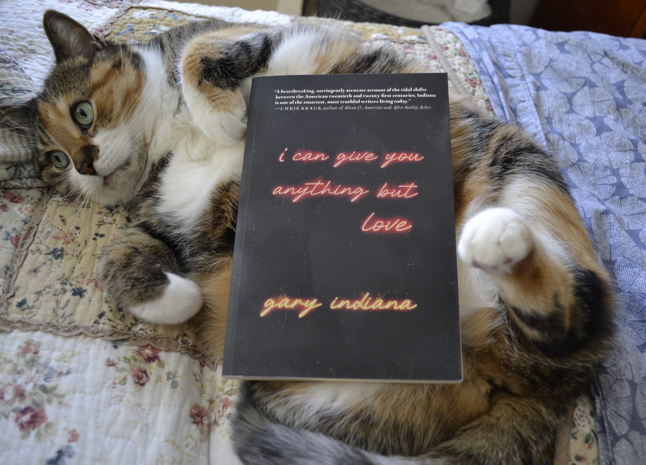 A calico tabby rolls on her back with her paws curled. On her stomach is a softcover copy of Gary Indiana's I Can Give You Anything But Love.