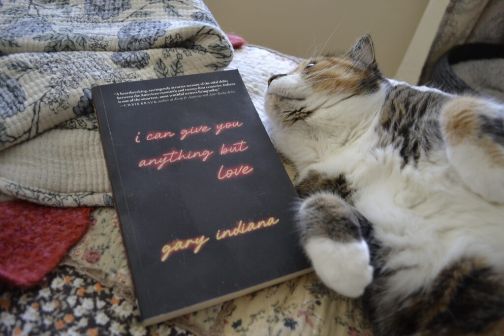 A calico tabby looks up at a copy of I Can Give You Anything But Love by Gary Indiana.