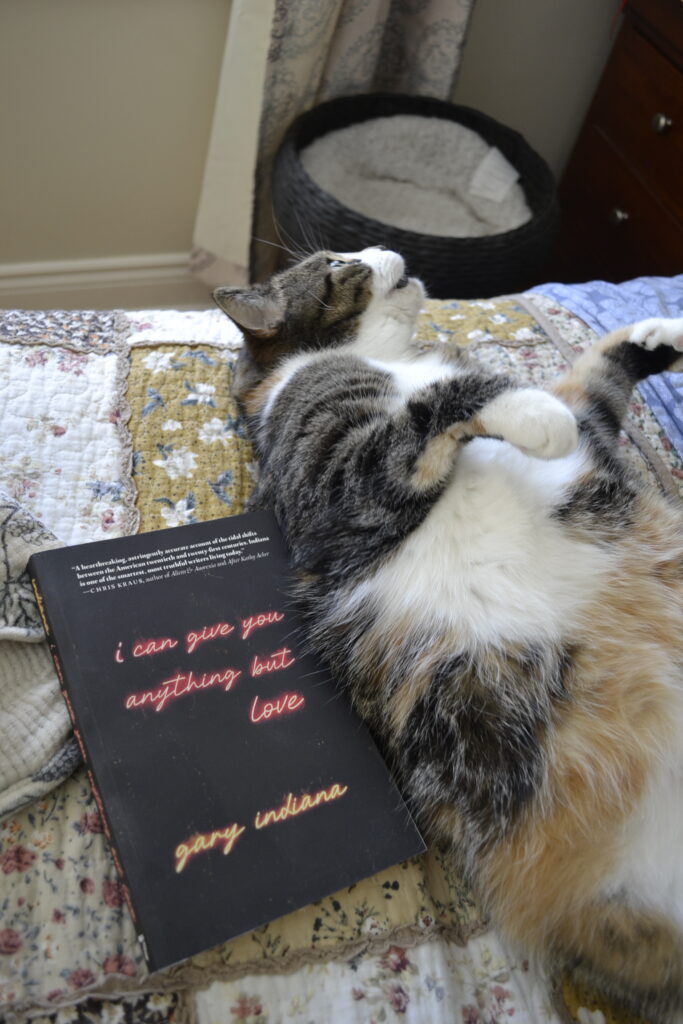 A calico tabby rolls on its back, her paws curled up and her mouth slightly open. A black softcover book with neon text lies against her side.